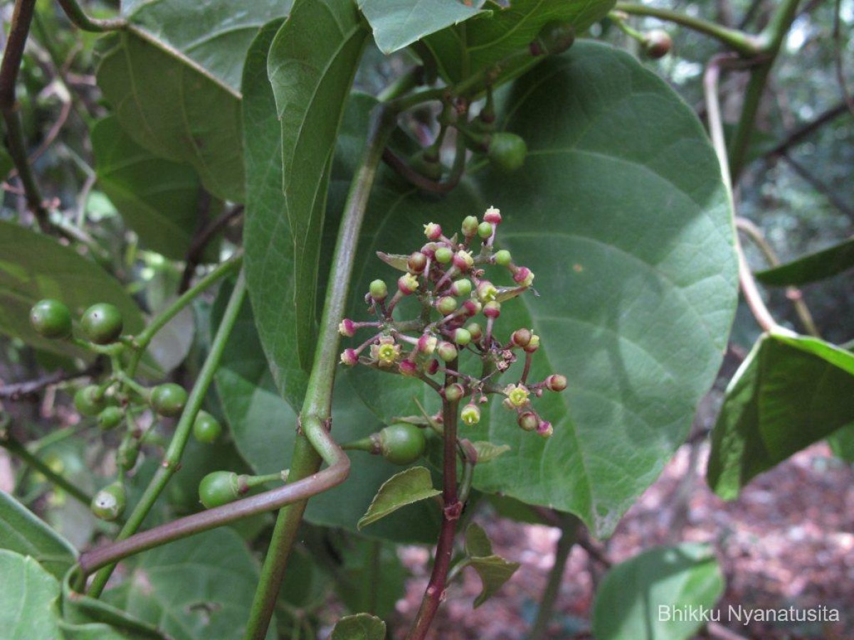 Cissus lonchiphylla Thwaites